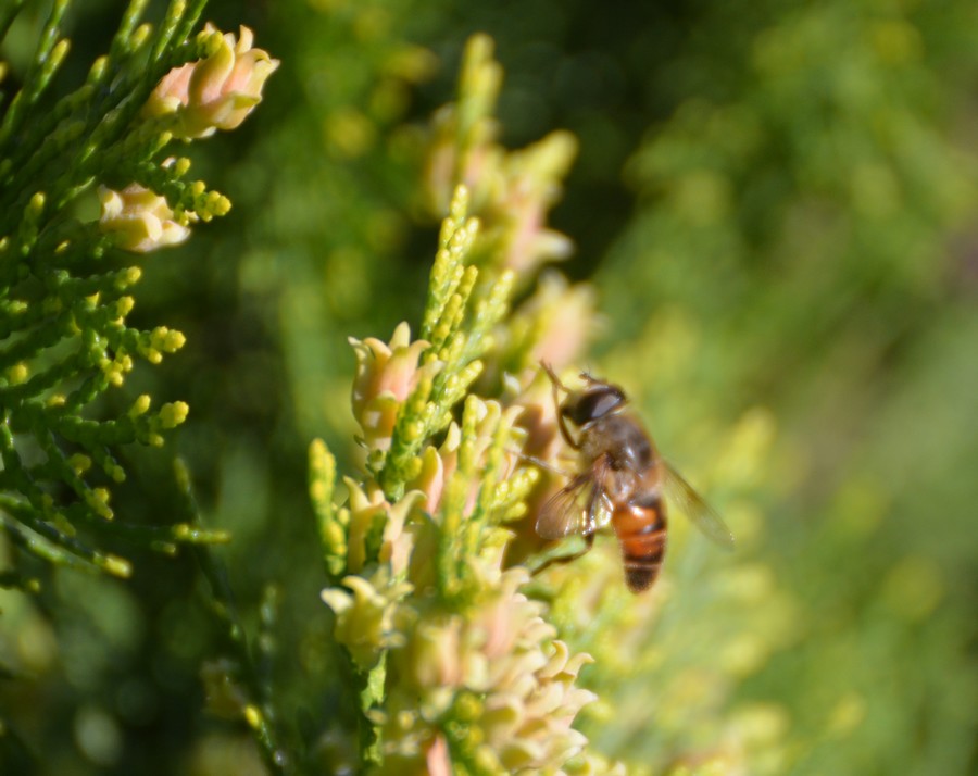 Sisfide Eristalis tenax? Su tuia orientale